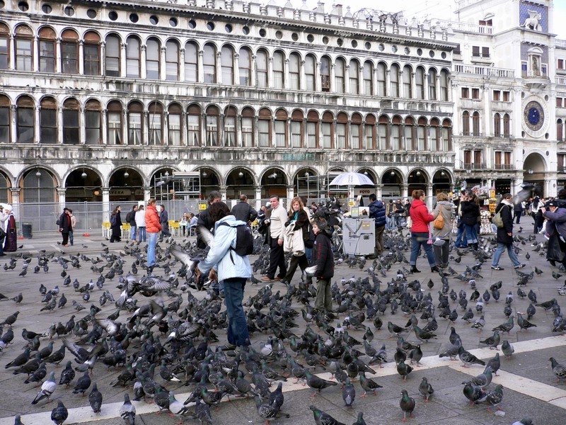 голуби в Венеции